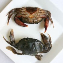 Soft Shell Crab Jumbo 1kg