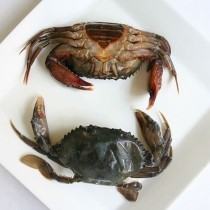 Soft Shell Crab Hotels 18 pzas - 1kg