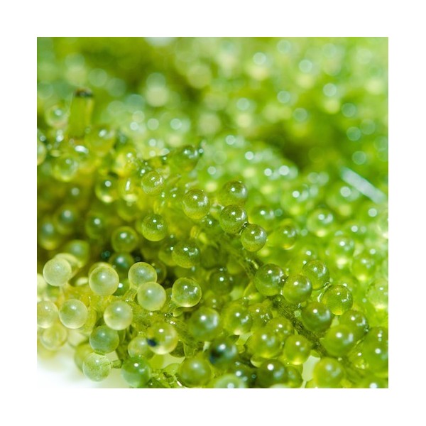 Tobiko Wasabi TW 500 gr