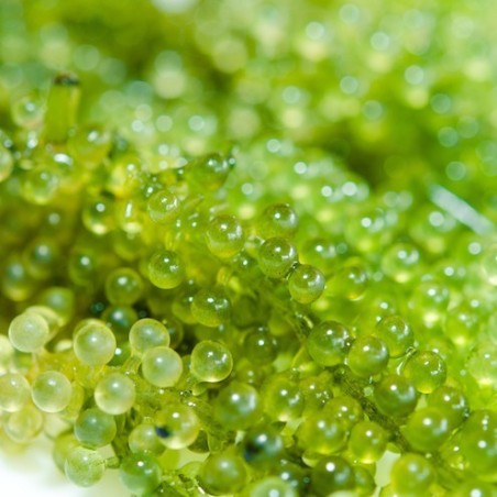 Tobiko Wasabi TW 500 gr
