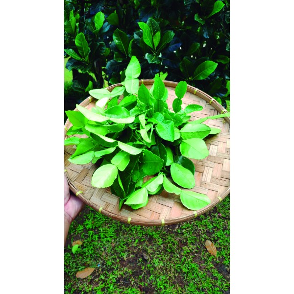 Hoja de Lima 100gr