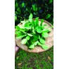 Hoja de Lima 100gr